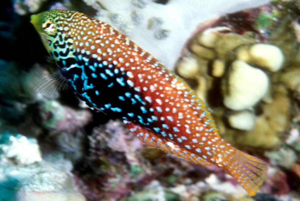 Peacock wrasse care hotsell